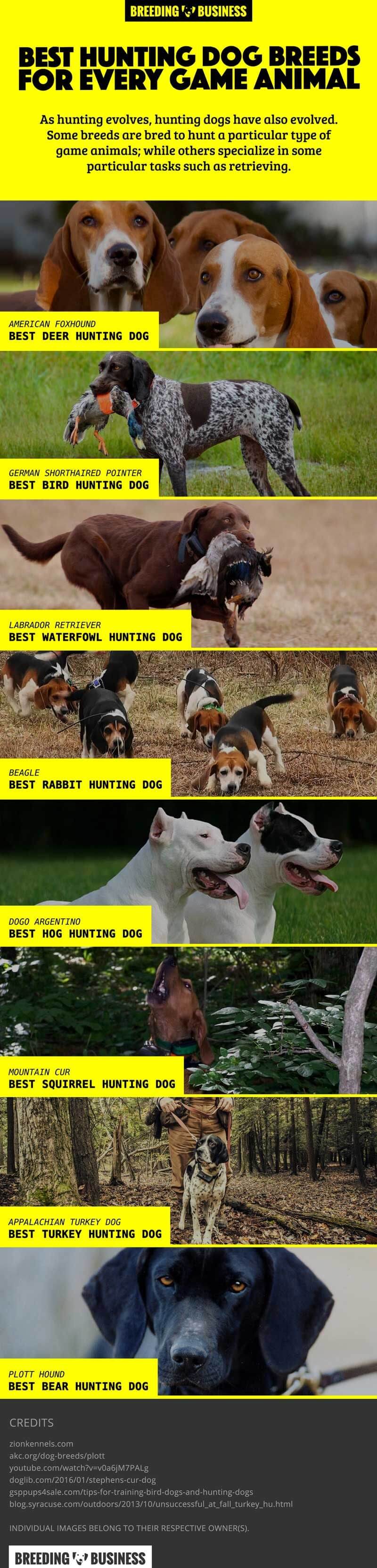 Infographic: Best Hunting Dog Breeds For Game Hunting