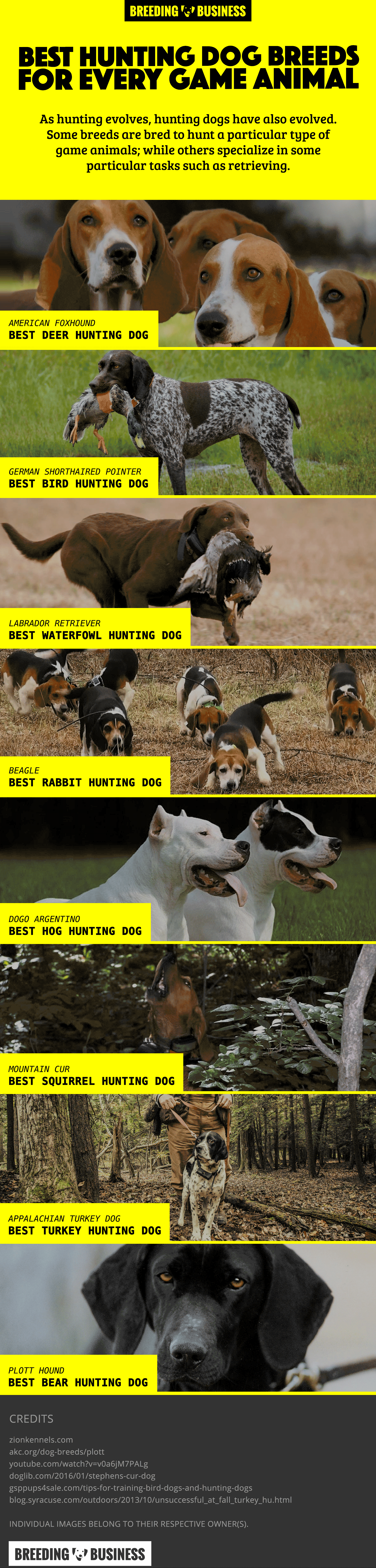 hunting type dogs