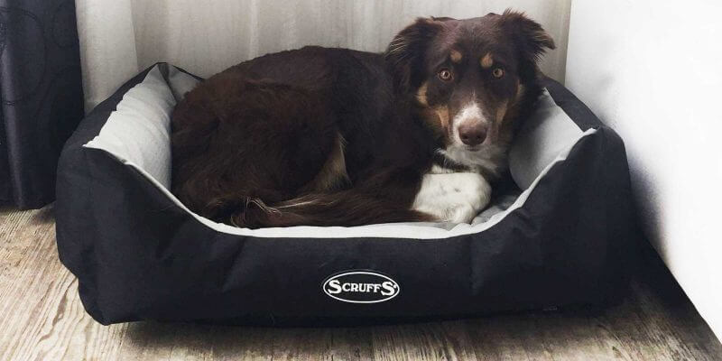 Review: Scruffs Expedition Dog Bed + 