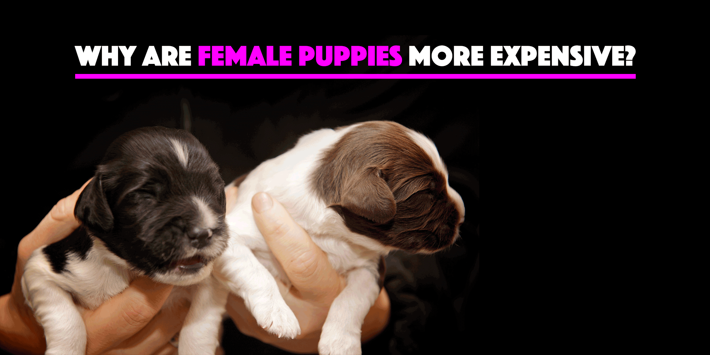 Why Are Dogs So Expensive Fully Explained www.vrogue.co