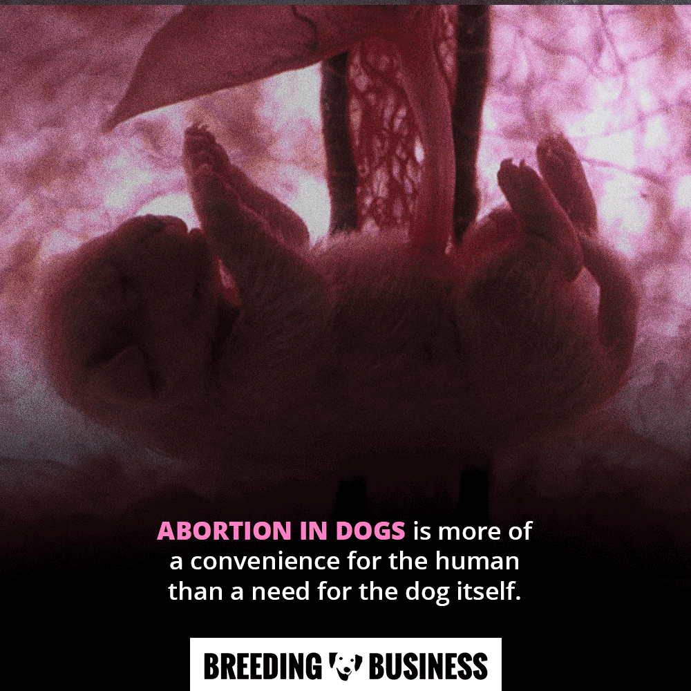 avortement de chien