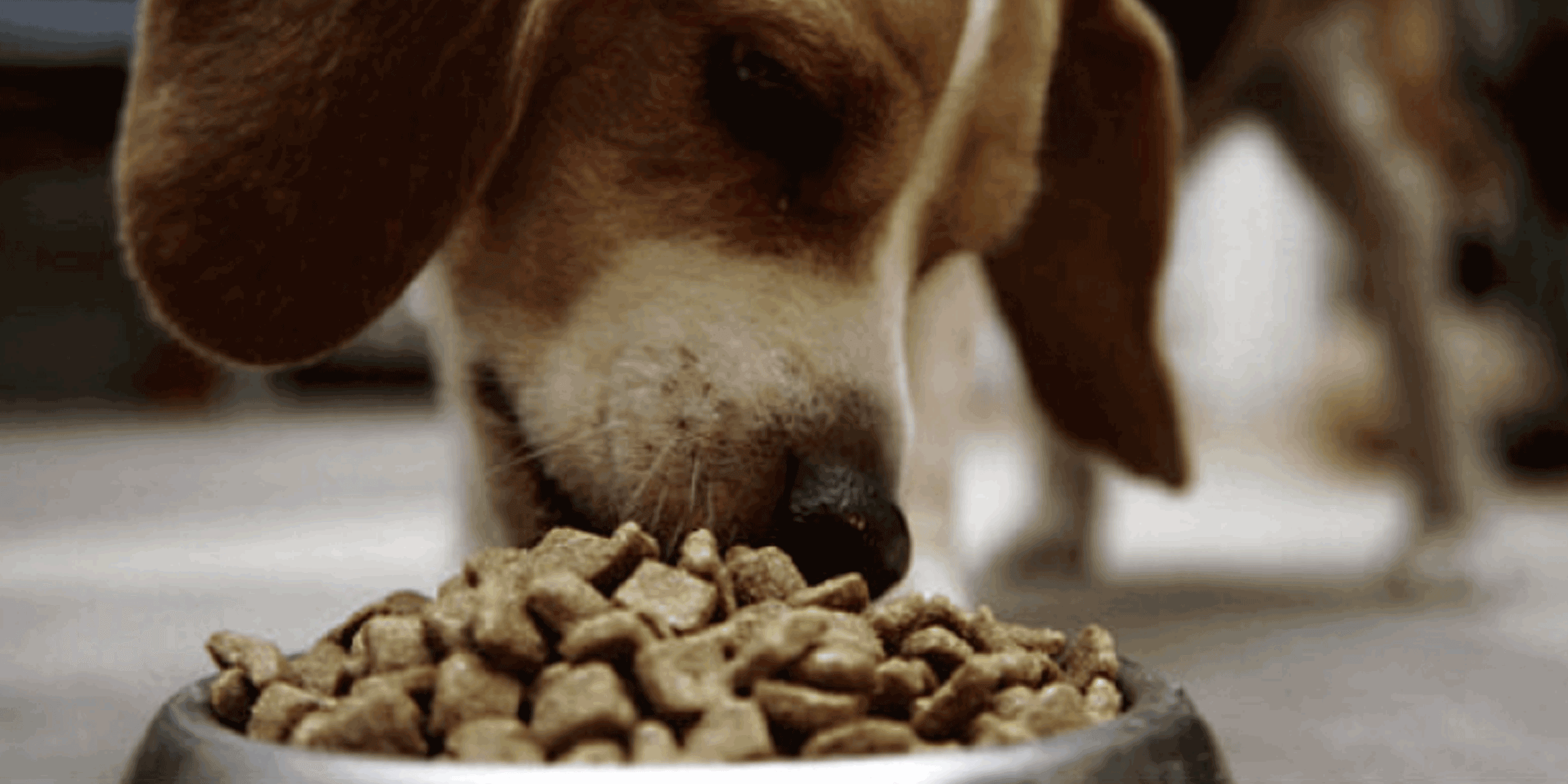ha hypoallergenic dog food