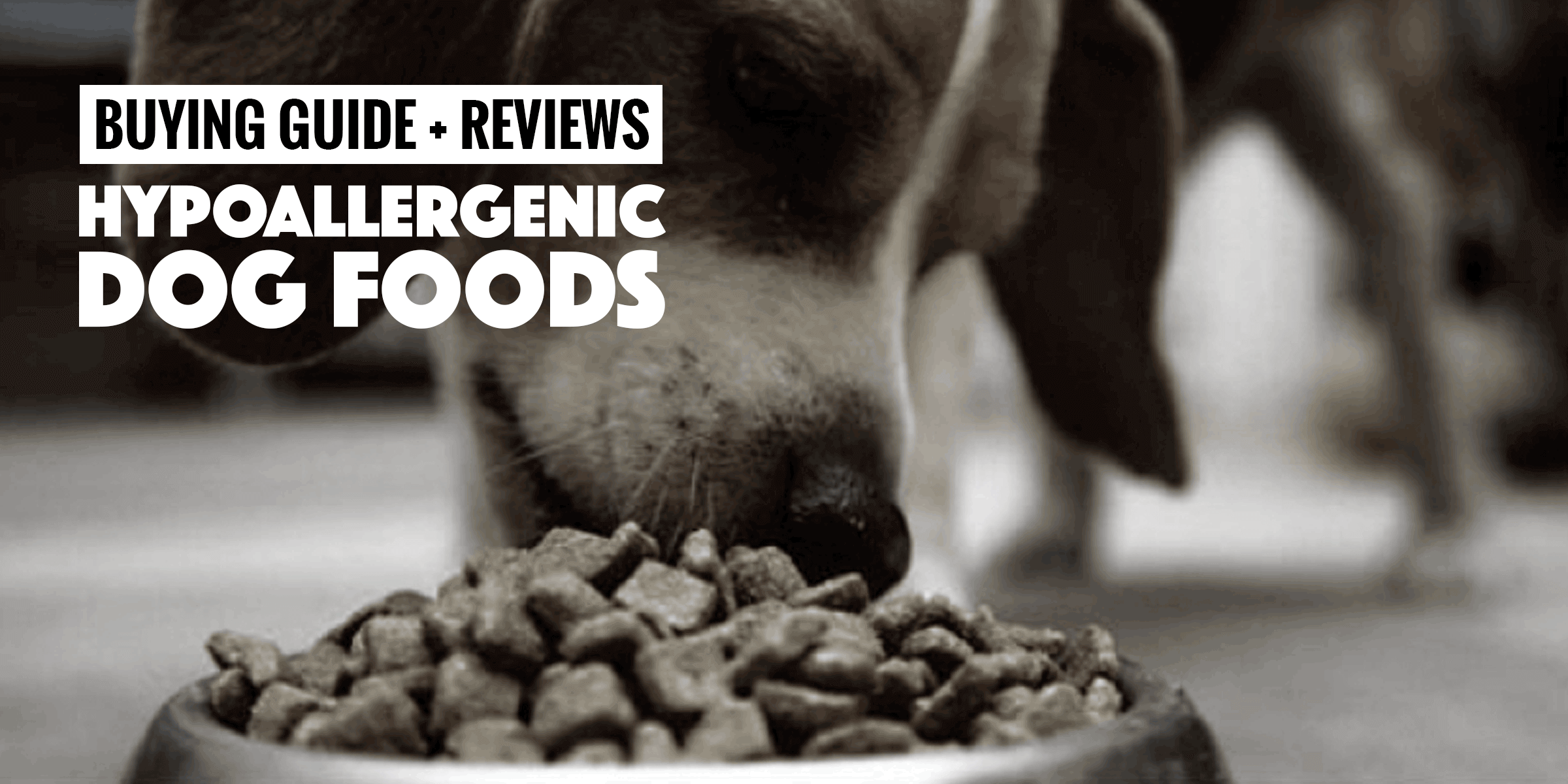 Top 5 Best Hypoallergenic Dog Foods + Buying Guide and Reviews
