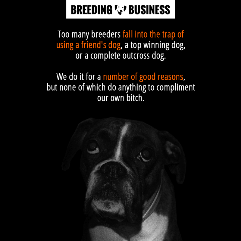 A dog breeder should pick the right breeding partner to complement his bitch rather than please his own egotistical wants.