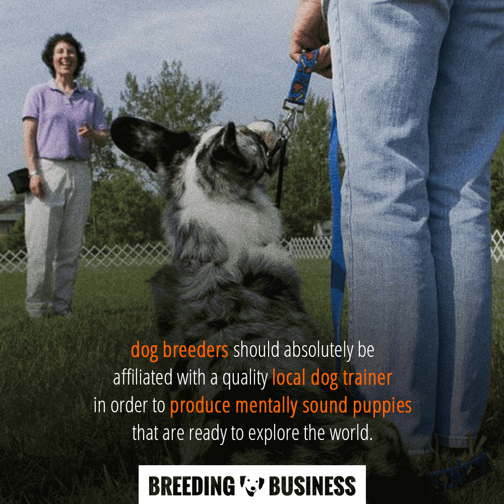 puppy socialization by dog trainers for dog breeders