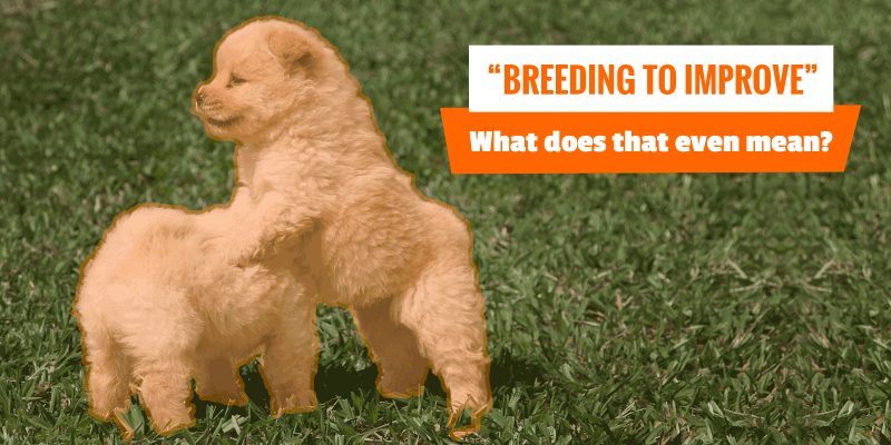 what-does-breeding-to-improve-mean-when-breeding-dogs