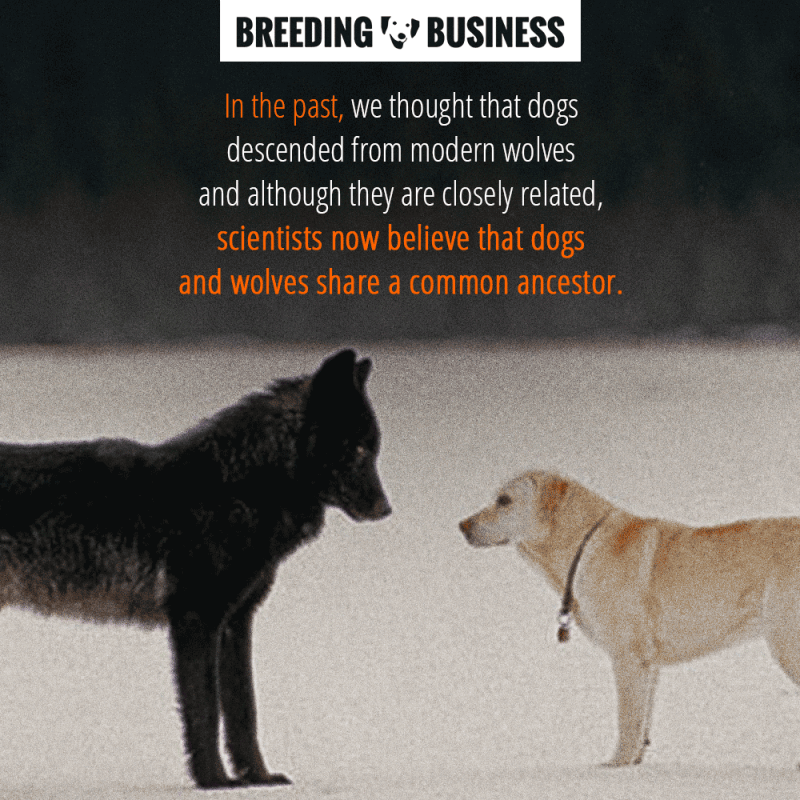 dogs and wolves common ancestor