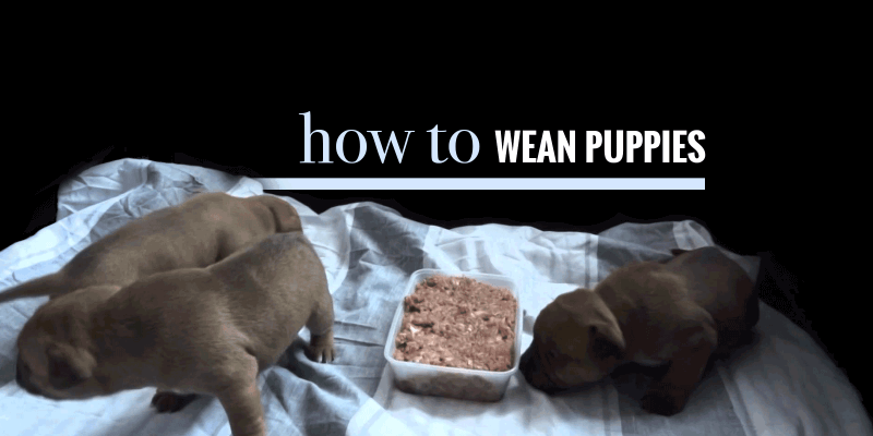 what should i feed my 5 week old puppy