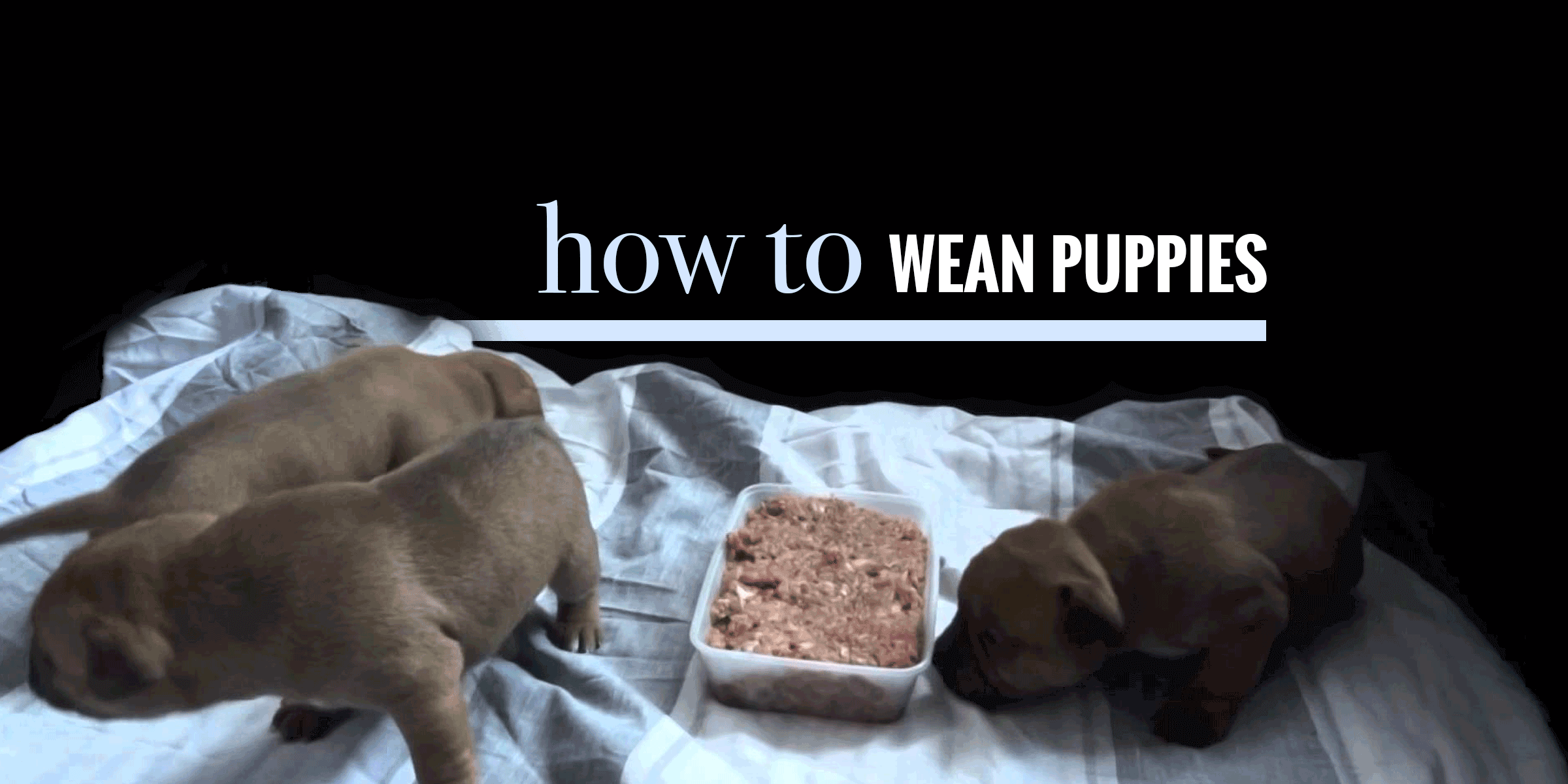 when can puppies eat food and drink water