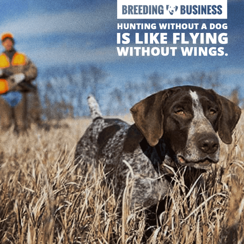 Quote about hunting dogs: Hunting without a dog is like flying without wings.