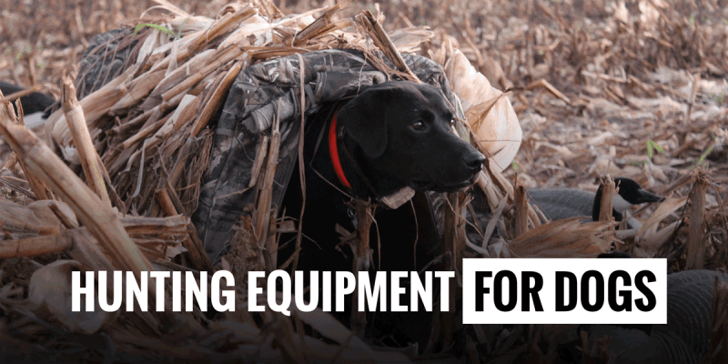 best hunting equipment for dogs