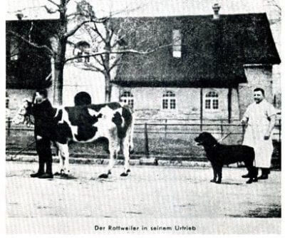 rottweiler as butcher dogs