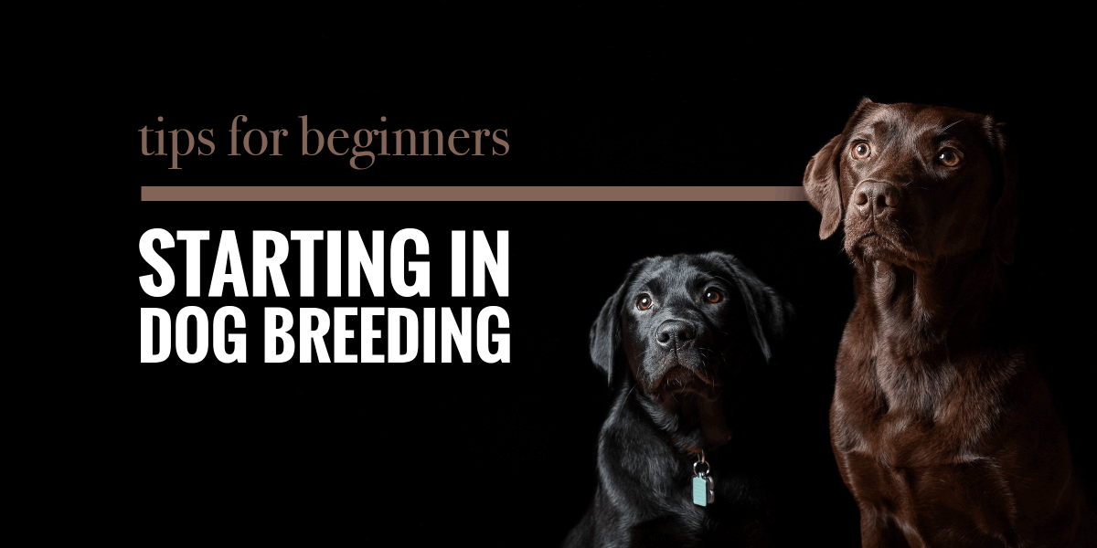 dog breeding for beginners