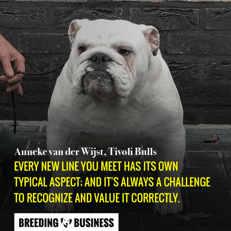 Breeding bulldogs requires you to project yourself few generations down the line. Your decisions do have consequences.