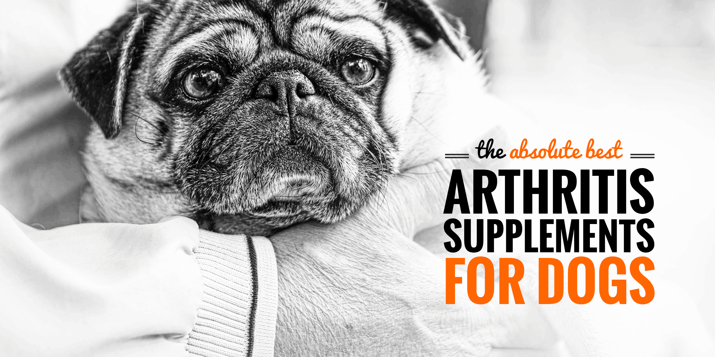 5-best-dog-arthritis-supplements-msm-glucosamine-or-homeopathy