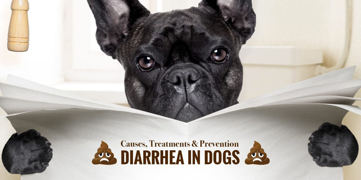 dog stress diarrhea treatment