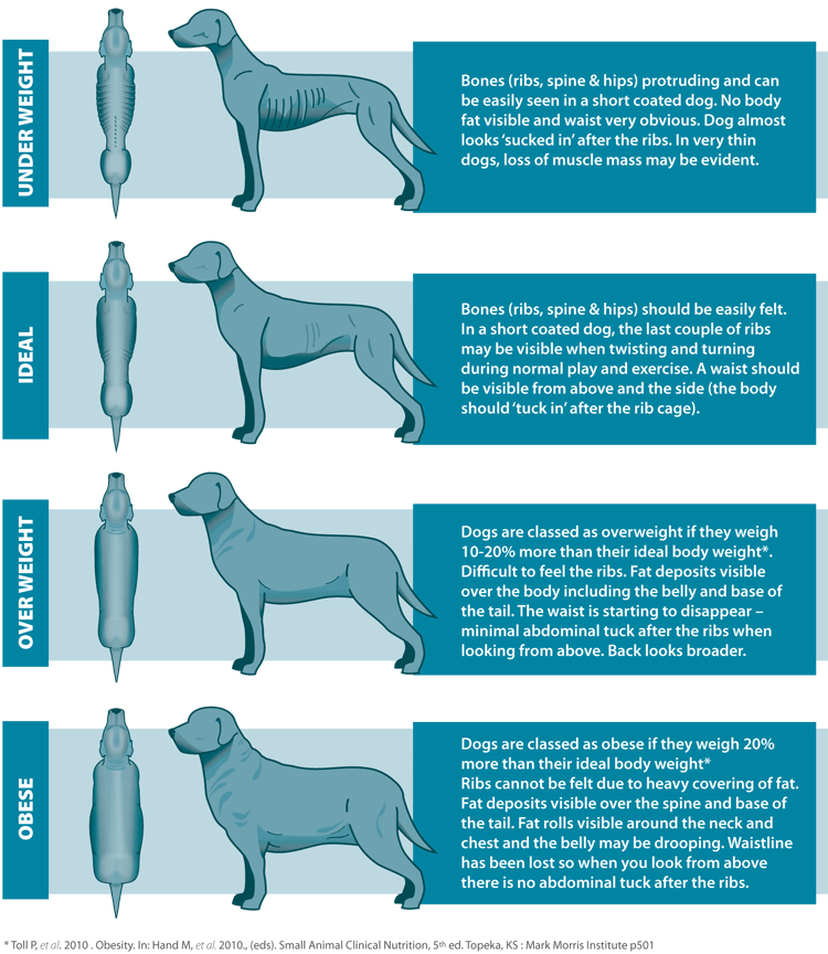 Infographic: how to check dogs weight?