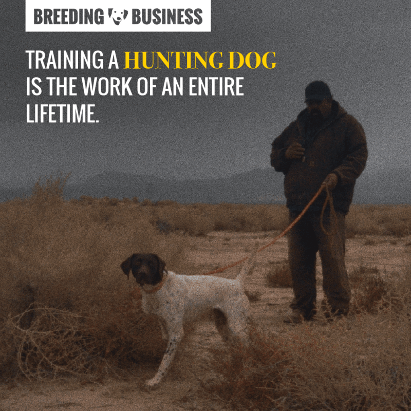 Hunting dogs cannot be trained following a clear set of guidelines. You need to bet on your dog's strengths and create a strong bond.