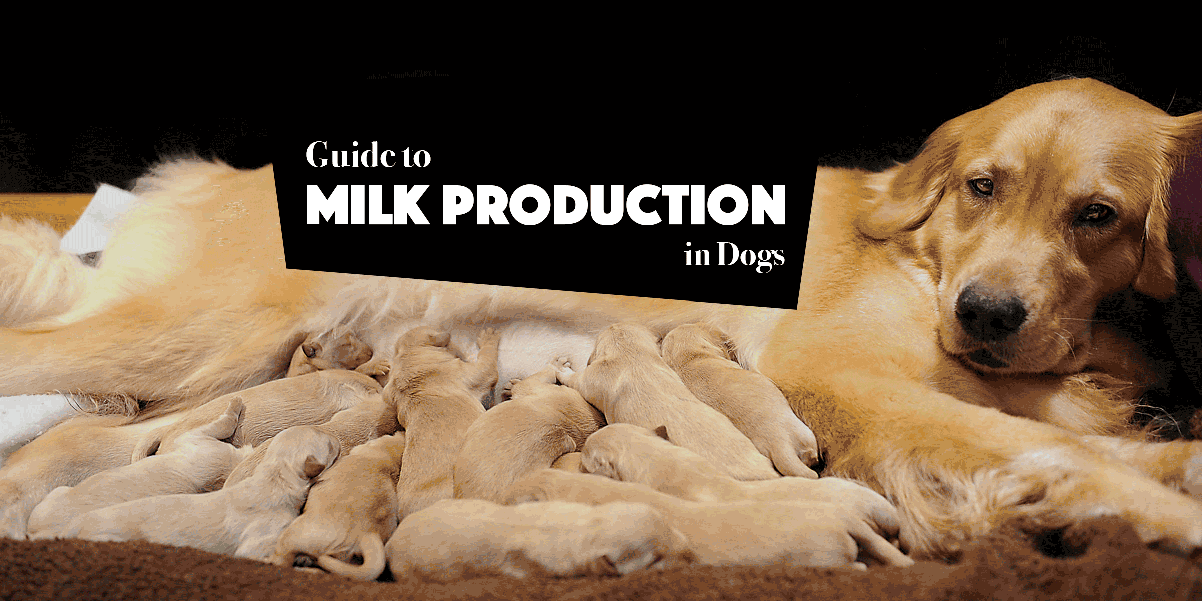 Lactating Dogs, Milk Production 