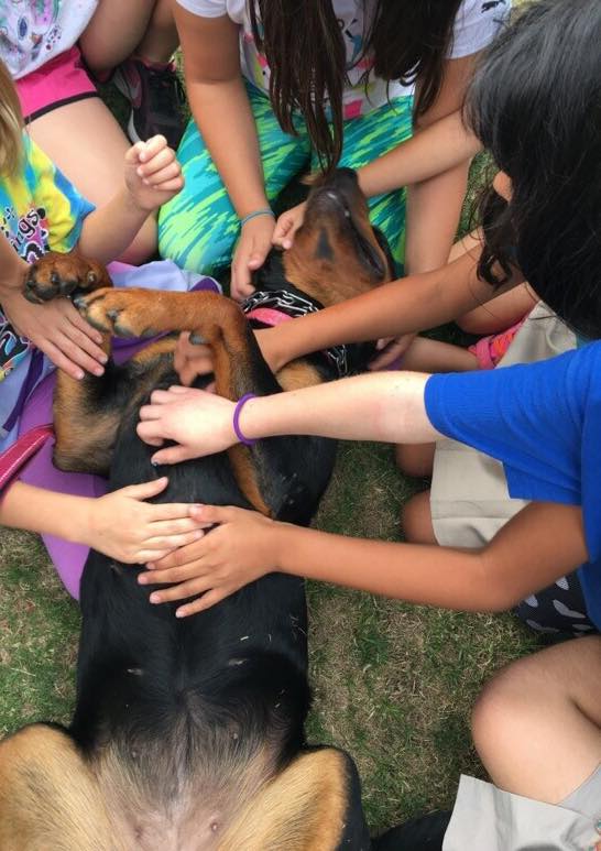 rottweiler socialization