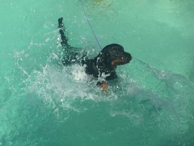 swimming rottweiler from vom bosen blick