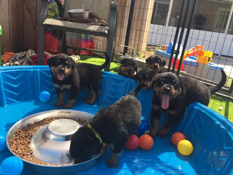 Vom Bosen Blick Rottweilers