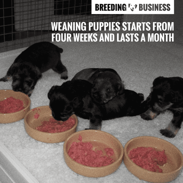Feeding Newborn Puppies What To Feed, Schedule, Burping, Pooping
