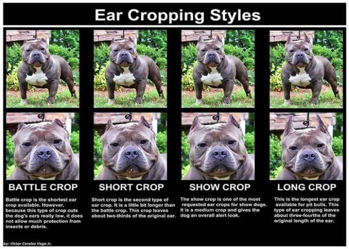 Ear Cropping In Dogs — Price, Legality 