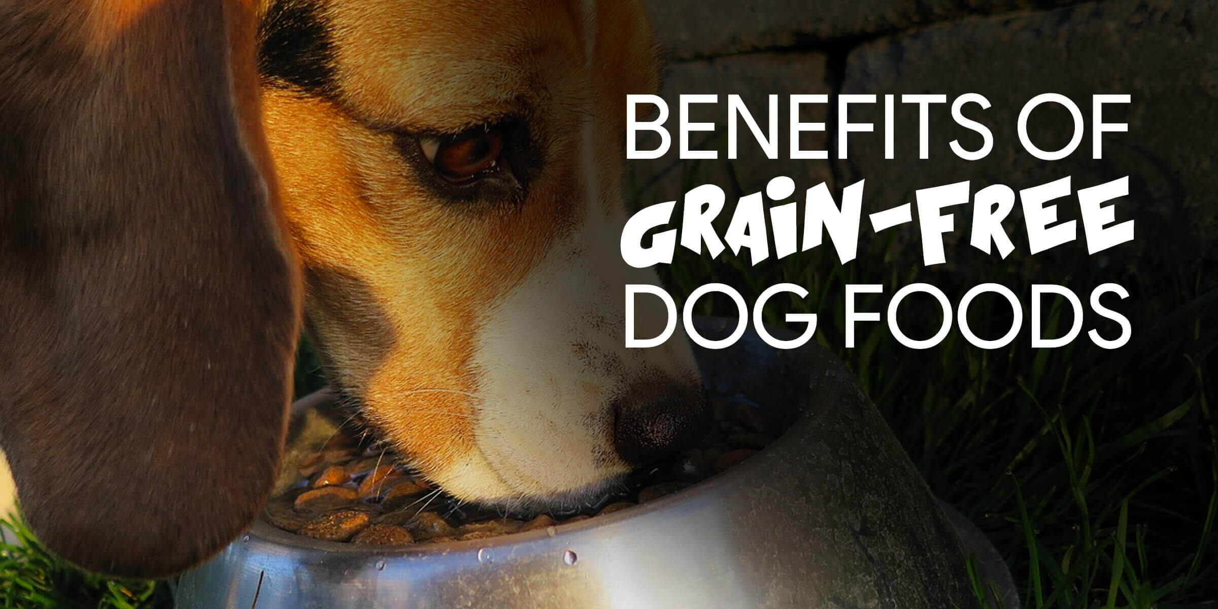 Should Dogs Eat Grains
