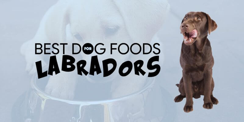 best dry dog food for labs