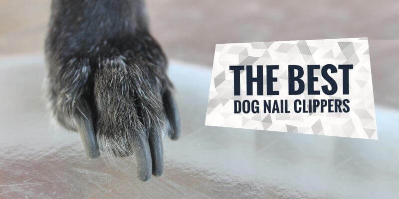 best dog nail clippers for small dogs