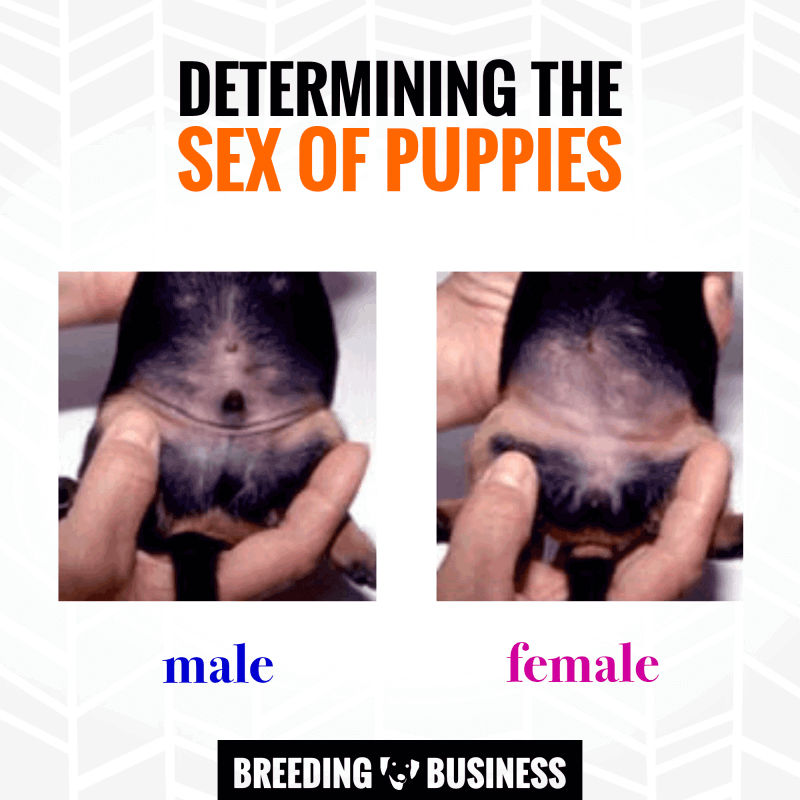 male v female dogs