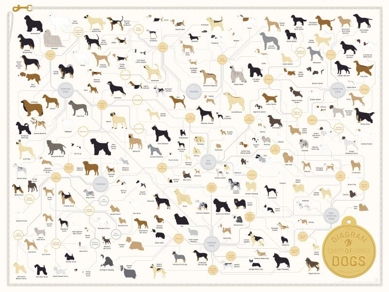 types of dogs chart