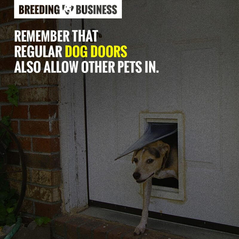 dog doors review
