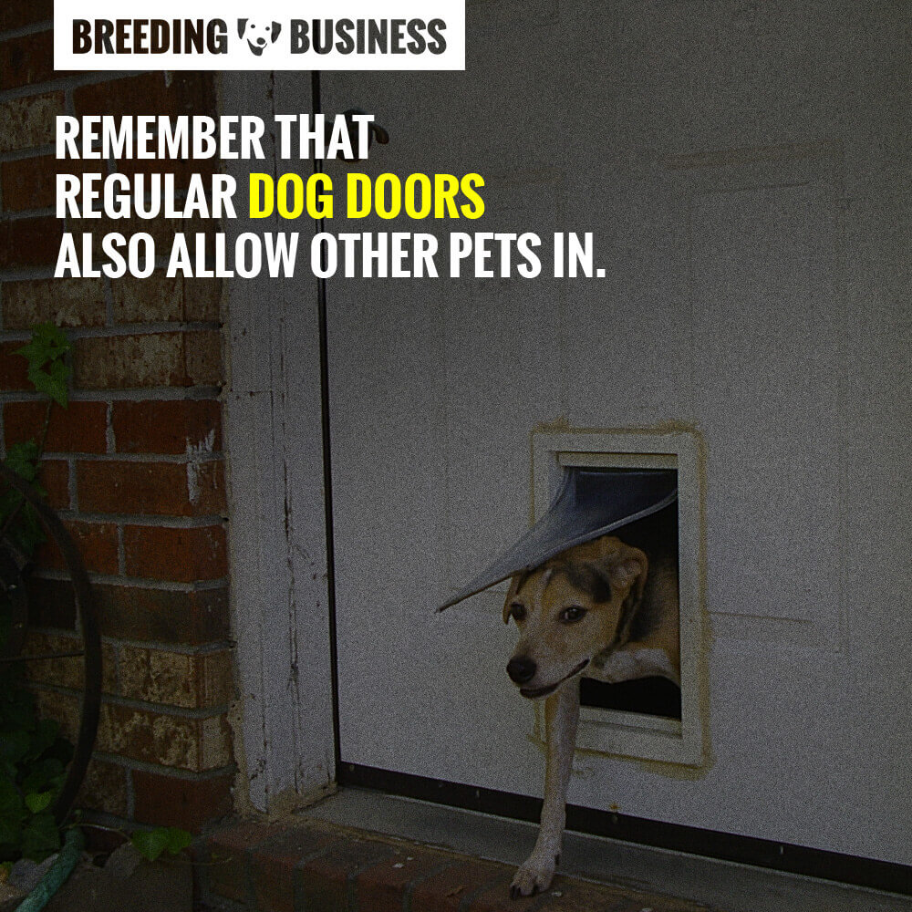 dog doors review