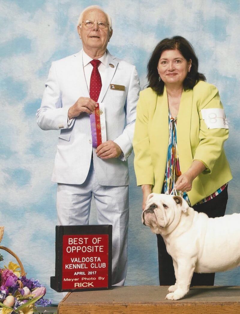 english bulldog dog show
