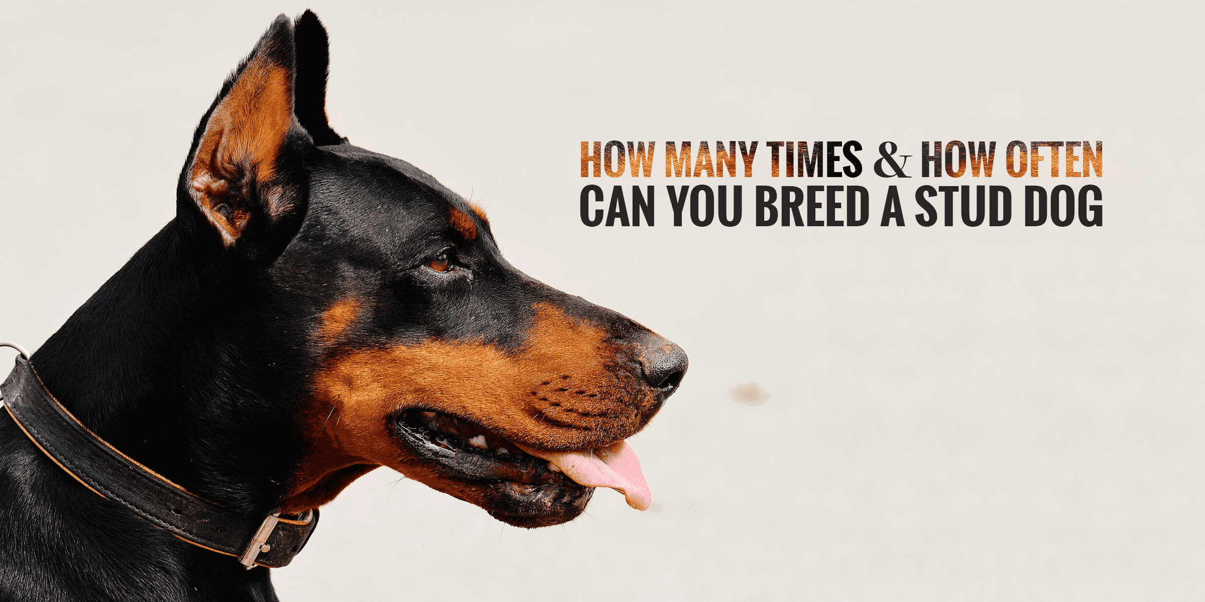 How Many Times Can You Breed a Male Dog?