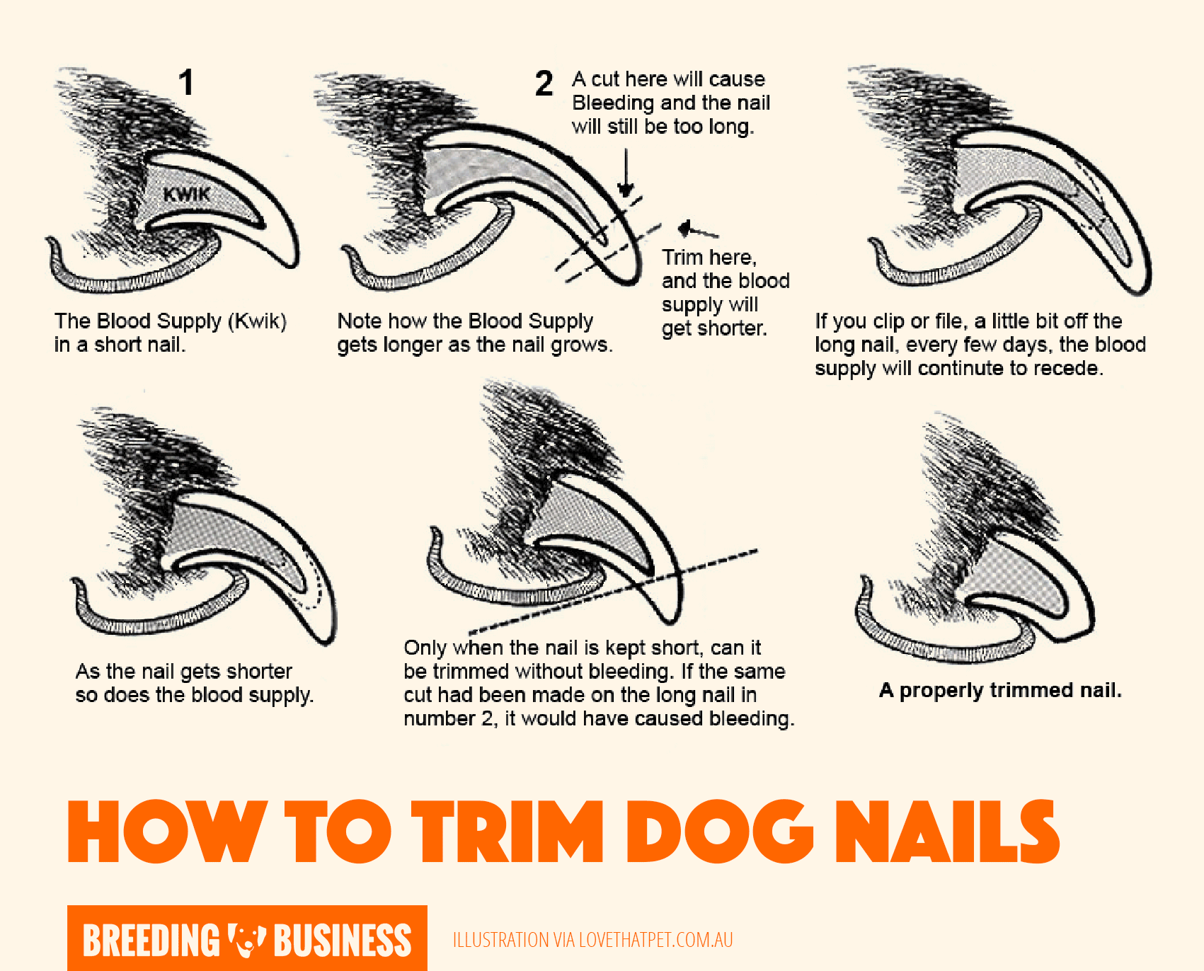 best dog claw trimmers