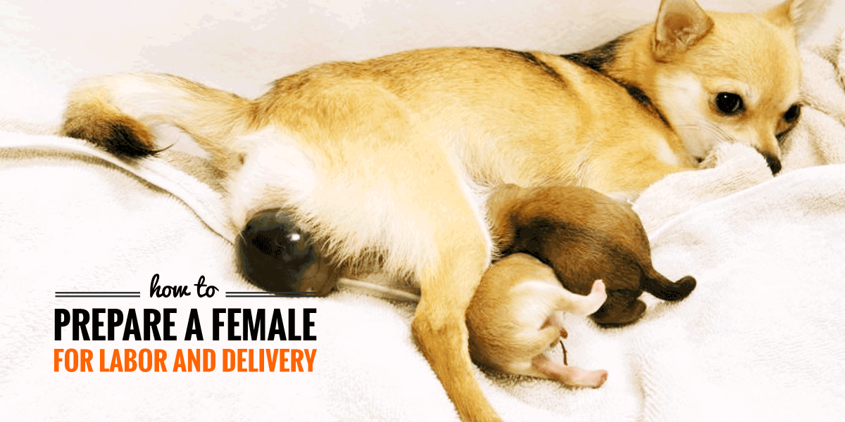 dog delivery