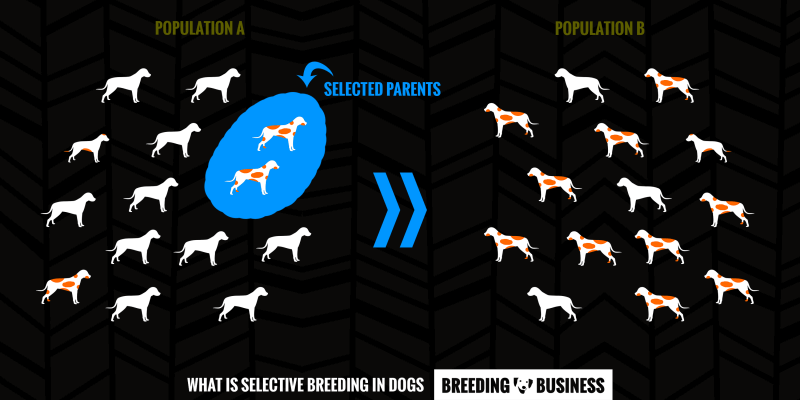 Selective Breeding In Dogs Pros Cons And Full Definition