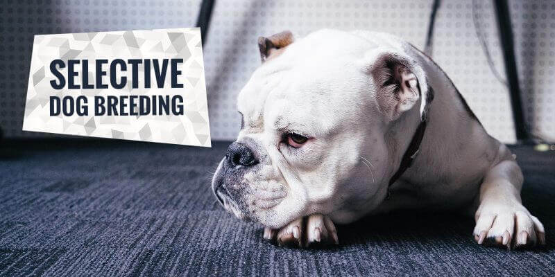 selective-breeding-in-dogs-pros-cons-and-full-definition