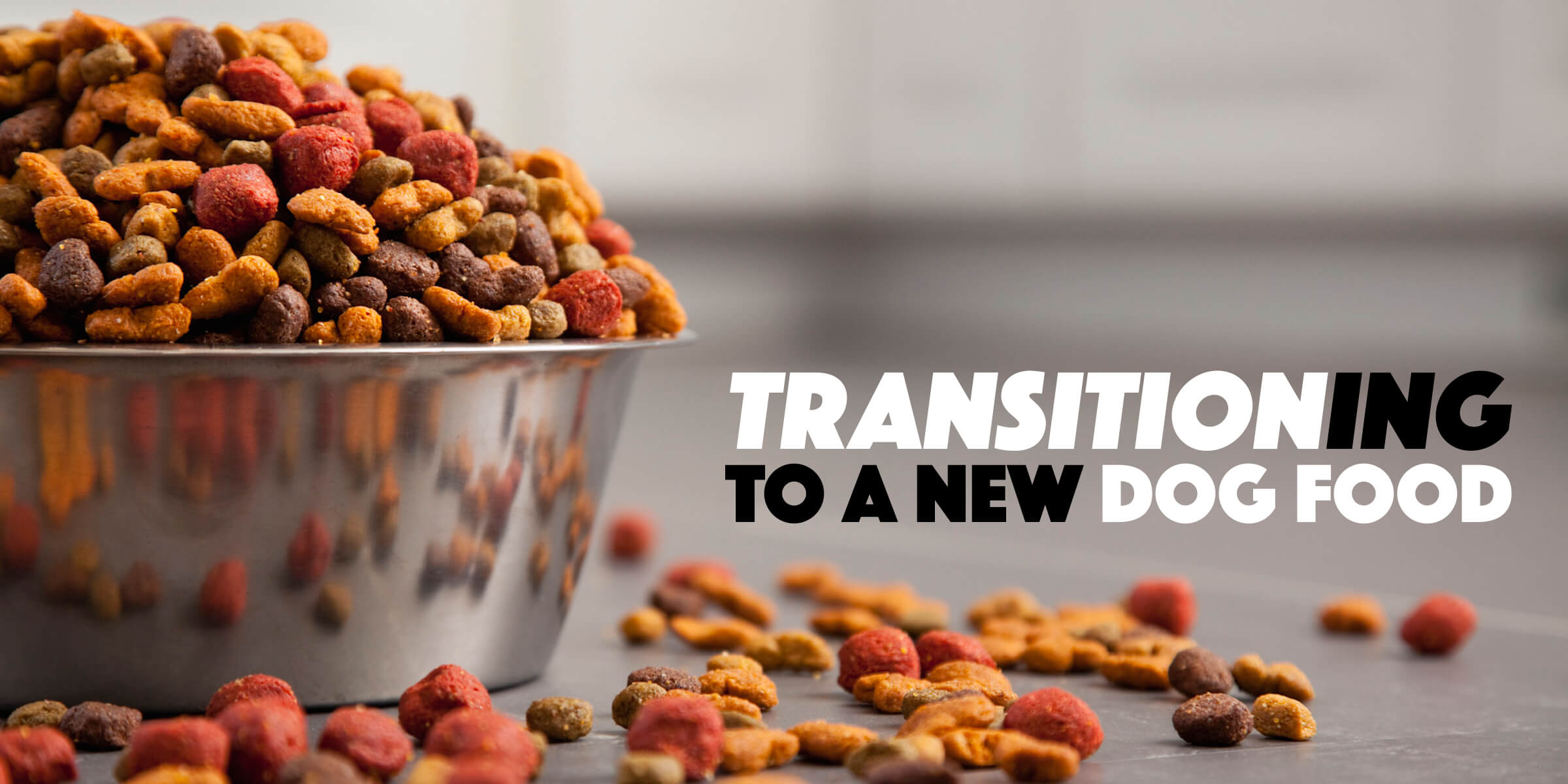 How To Transition Your Dog To a New Dog Food