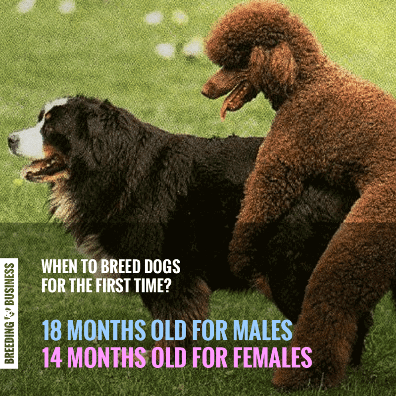 when can male dogs get females pregnant