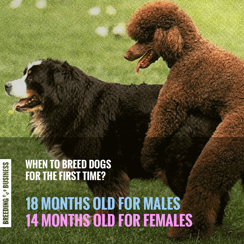recommended ages for a first dog breeding