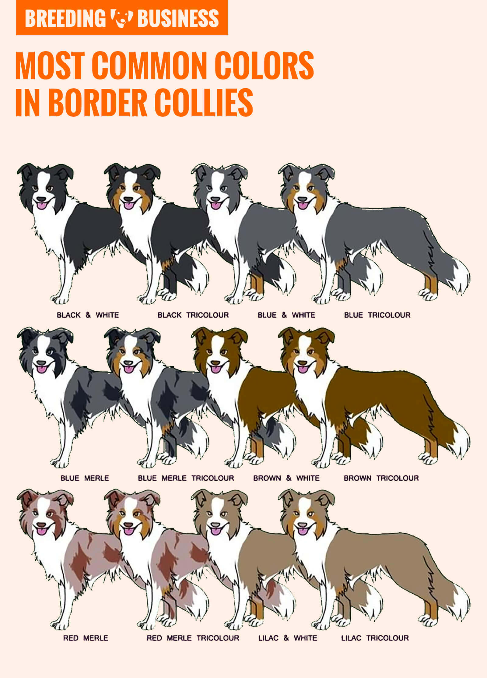 How To Breed Border Collies History Best Practices Health