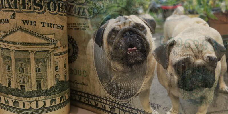 How Much Does It Cost To Be a Dog Breeder?