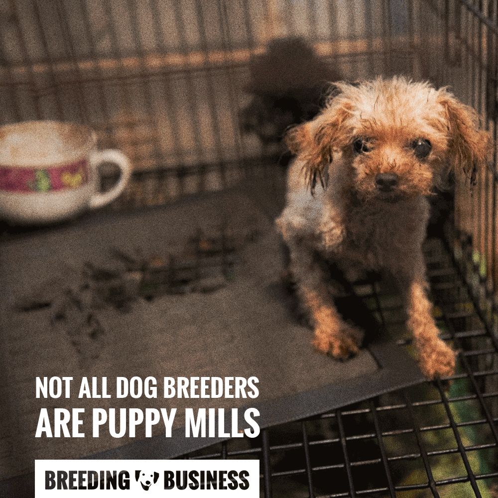 dog breeders vs puppy farmers