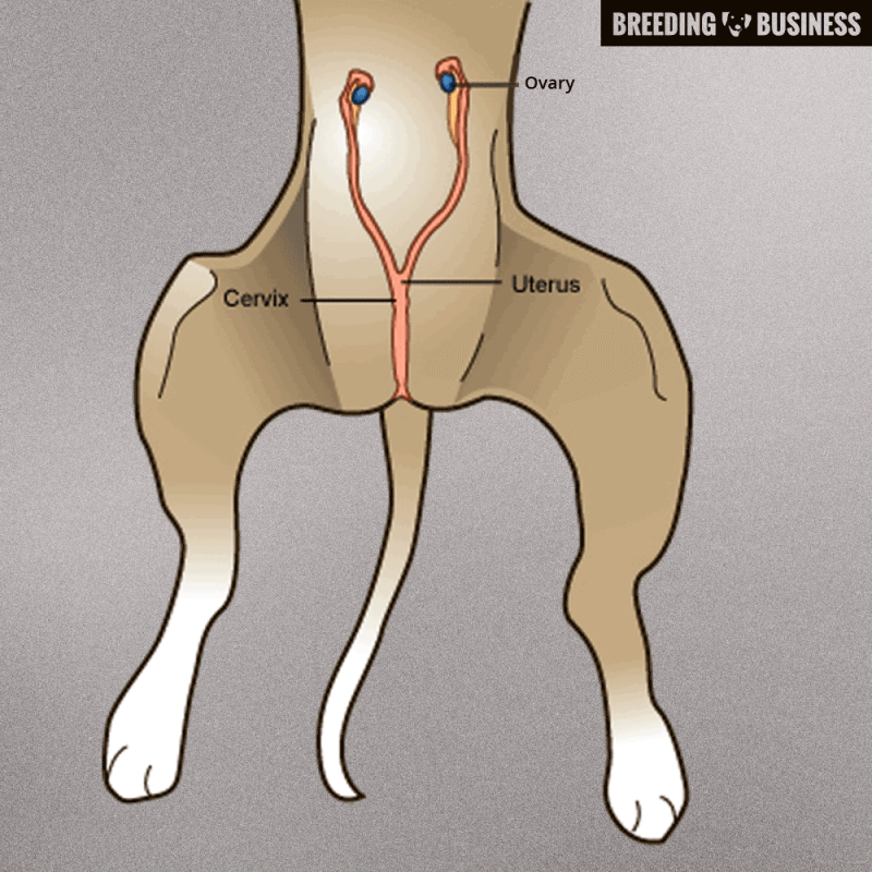 what is involved in spaying a dog