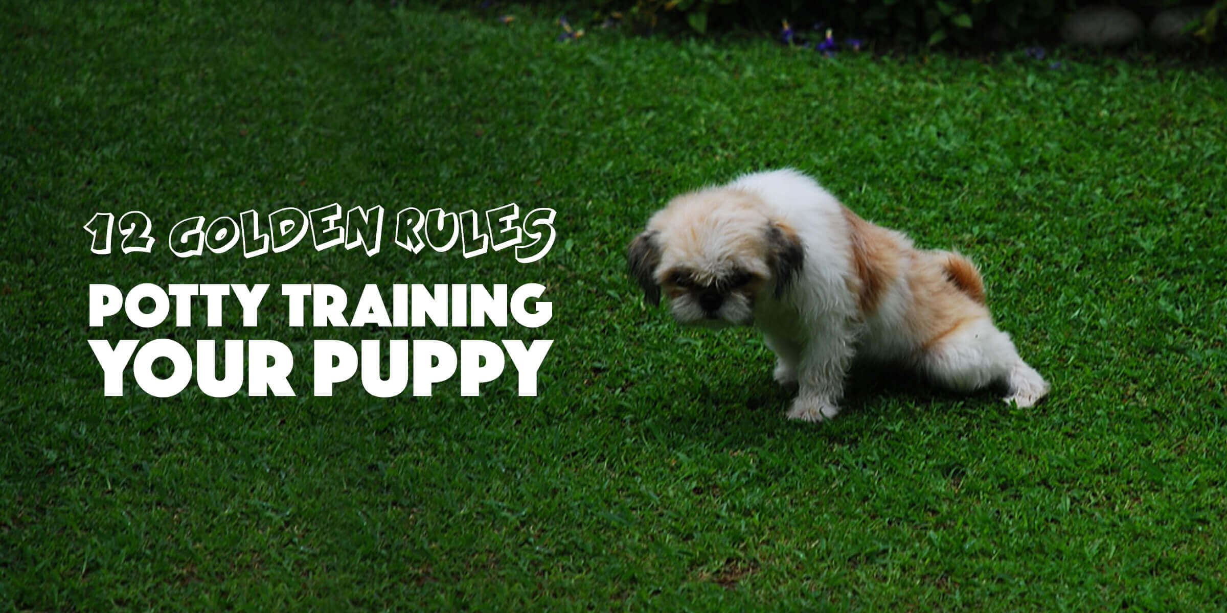 Puppy Potty Training — 12 Golden Tips To Do It The Right Way 