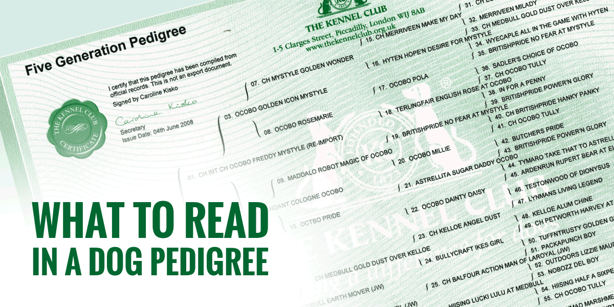 what does champion bloodline mean